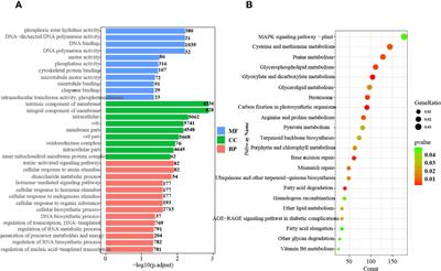 Transcriptome analysis reveals the molecular mechanisms of rubber biosynthesis and laticifer differentiation during rubber seed germination